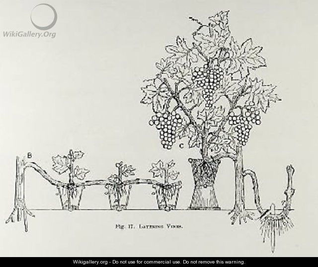 Layering vines from Thomas Mawsons The Art and Craft of Garden Making - Thomas Hayton Mawson