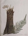 Study of a Fern - Caroline Louisa Meredith