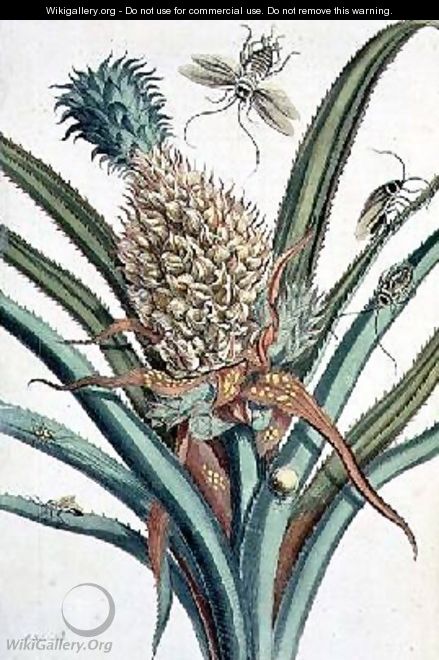 Pineapple with Insects engraved by J Mulder plate 1 from The Metamorphosis of the Insects of Surinam - Maria Sibylla Merian