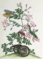 Jasmine with snake moth caterpiller and chrysalis plate 46 from Over de Voorteeling 1730 - Maria Sibylla Merian