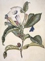 Thorn apple - Maria Sibylla Merian