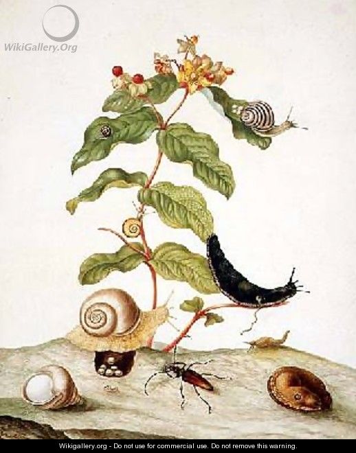 Hypericum Baxiforum with snails and a beetle 1695 - Maria Sibylla Merian