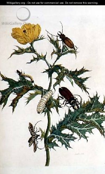 Cardos Spinosus Beetles and Caterpillars plate 69 from Over de Voorteling 1730 - Maria Sibylla Merian