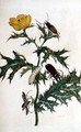 Cardos Spinosus Beetles and Caterpillars plate 69 from Over de Voorteling 1730 - Maria Sibylla Merian