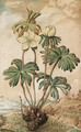 Eiranthis hyemalis (Winter Aconite) - Gherado Cibo