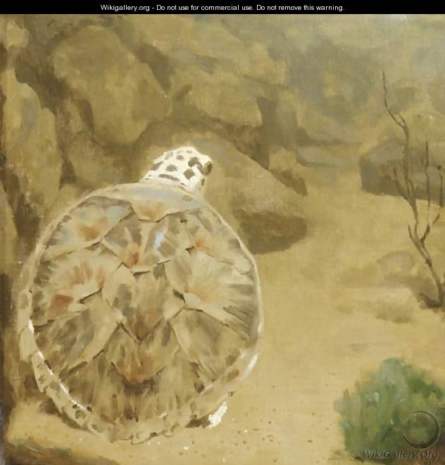 A turtle - Gerrit Willem Dijsselhof