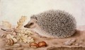 A hedgehog in a landscape - Giovanna Garzoni