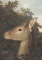 A deer's head - German School