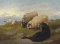 Sheepdogs guarding the flock - George W. Horlor