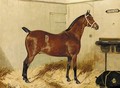Mighty Atom, a bay hunter in a stable - George Paice