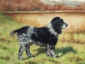 Jim, a Springer Spaniel - George Paice