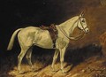 Gollywog, a saddled grey hunter in a stable - George Paice