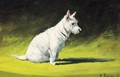 A West Highland Terrier - George Paice