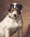 A Jack Russell Terrier - George Paice