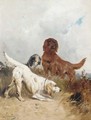Setters on the scent - Henry Schouten