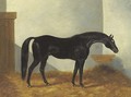 Virgil, a Black Stallion in a stable - Henry Stull