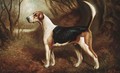 A favourite beagle - Herbert Jones