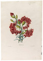 Carnation - Henriette Antoinette Vincent