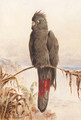 Australian red-tailed black cockatoo - Henry Bright