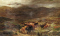Highland cattle on the move - Henry Garland