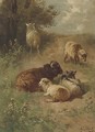 Sheep on a sandy track - Henri Schouten