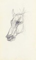 Tete de cheval 3 - Henri De Toulouse-Lautrec