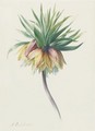 Fritillaria imperialis (Crown Imperial) - Hendrik Reekers