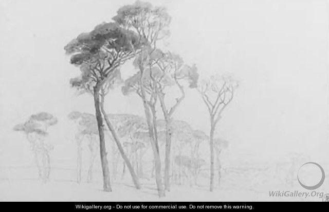Umbrella pines in the Campagna near Rome, Italy - Harry John Johnson