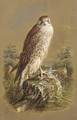 A sparrow hawk - Henry Bright