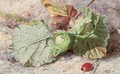 Still life of hazelnuts and a rose hip - Helen Cordelia Coleman Angell