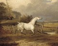 A grey in a paddock with a hunt beyond - Francis Calcraft Turner