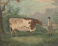 A prize bull - (after) Richard Whitford