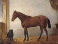 A chestnut hunter with a black labrador in a stable - (after) John Frederick Jnr Herring