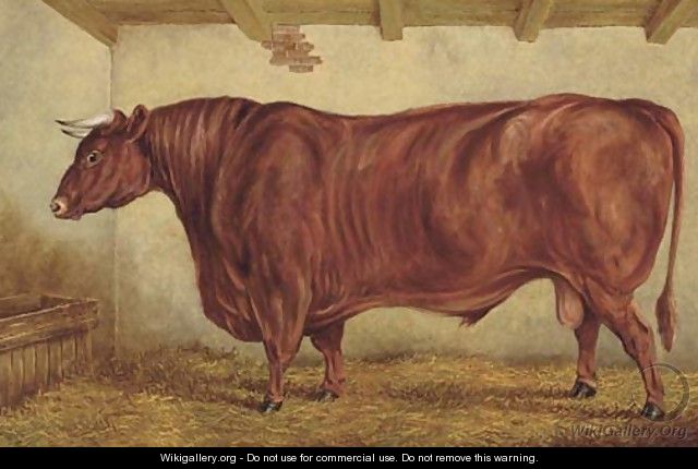 Brutus, a prize bull - George Banham