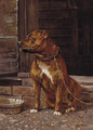 A Staffordshire bull terrier - George Banham