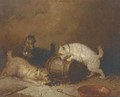 Terriers ratting - George Armfield