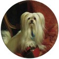 Mopsey, a drop-eared Skye terrier - George Earl
