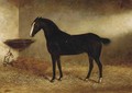 Bob, a black horse in a stable - George Earl