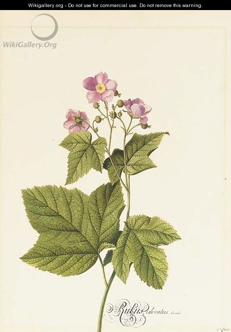 Rubus Odoratus (Japanese Anemone) - Georg Dionysius Ehret