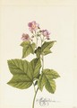 Rubus Odoratus (Japanese Anemone) - Georg Dionysius Ehret