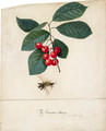 Prunus cerasus 'Carnation' (Carnation Cherry) and a Cockroach - Georg Dionysius Ehret