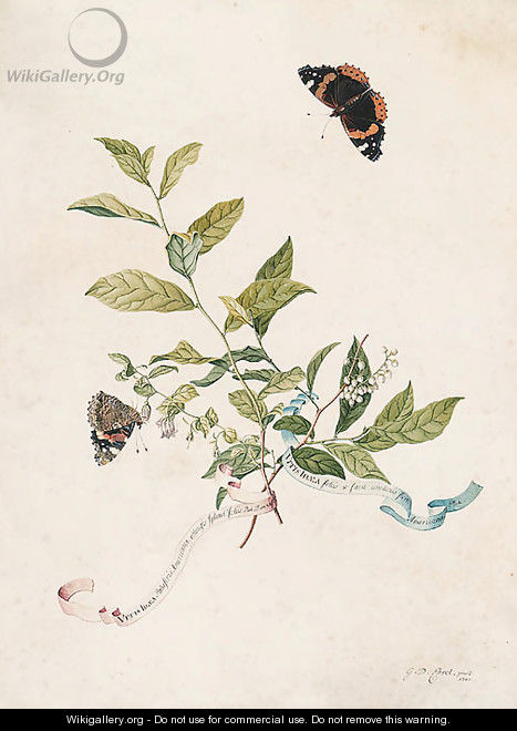 Leonia ligustrina (Lily of the Valley Bush), with two Red Admiral butterflies - Georg Dionysius Ehret