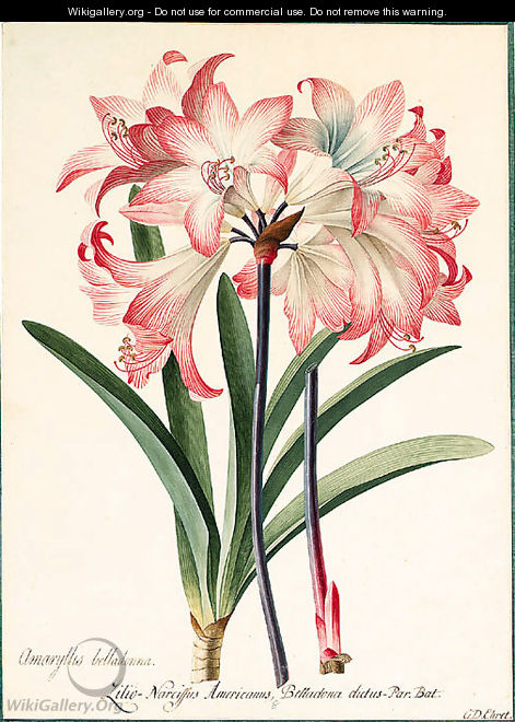 Amaryllis belladonna (Belladonna Lily) - Georg Dionysius Ehret