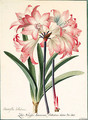 Amaryllis belladonna (Belladonna Lily) - Georg Dionysius Ehret
