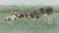 Cows in a meadow - Geo Poggenbeek
