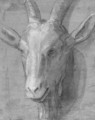 The head of a goat - Genoese School