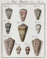 Studies of Shells - Friedrich Heinrich Wilhelm Martini