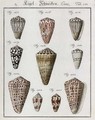 Studies of Shells - Friedrich Heinrich Wilhelm Martini