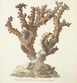 A large branch of coral - French School