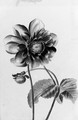 A Dahlia - French School